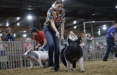 a woman is walking with her pig at the fair