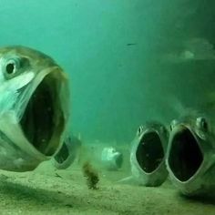 two fish with their mouths open in the water near some rocks and sand on the ocean floor