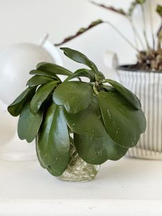 a potted plant sitting on top of a white table next to a vase filled with flowers