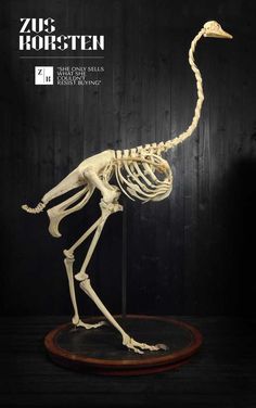 a bird skeleton standing on top of a wooden stand in front of a black wall