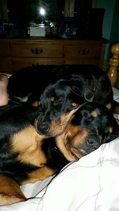 two dogs sleeping on top of a bed next to a person's legs and feet