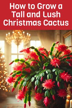 a potted plant sitting on top of a table with candles in it and the words how to grow a tall and lush christmas cactus