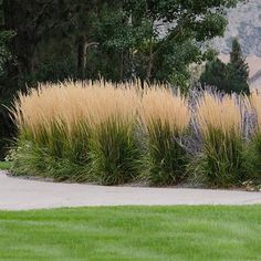 tall grass and flowers in front of a house