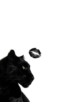 a black cat sitting next to a feather on top of a white wall and looking up at the sky