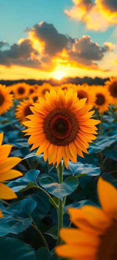 sunflowers in a field at sunset with the sky and clouds behind them,