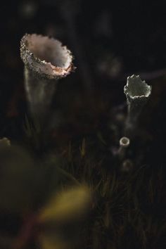 a close up of an object in the grass