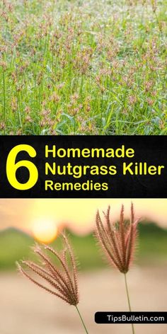 some grass with the words 6 homemade nutgrass killer remedies on it