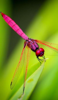 a red dragonfly sitting on top of a green plant with it's wings spread