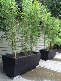 two black planters with bamboo plants in them