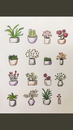 a drawing of various potted plants and flowers