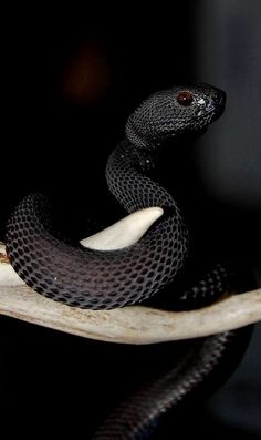 a black and white snake sitting on top of a branch