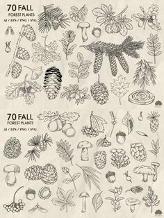 an image of various types of trees and leaves on paper with the words 70 fall forest plants