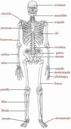 labeled skeleton of the human body