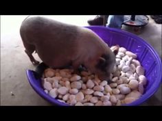 a dog eating food out of a purple bowl