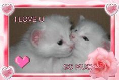 two white kittens cuddle in front of a pink frame with hearts on it