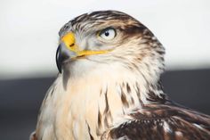 a close up of a bird of prey with yellow beak and black head, looking at the camera