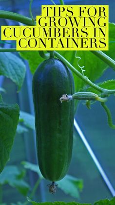 an eggplant growing in a garden with the title tips for growing cucumbers in containers