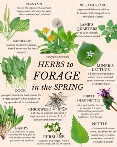 Spring Foraging, Cottagecore Living, Wild Food Foraging, Foraging Recipes, Herbs Garden, Magic Herbs, Herbal Recipes