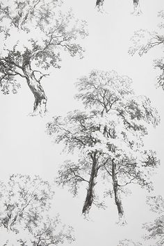 black and white photograph of trees in the sky