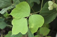 the green leaves are growing on the tree