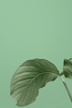 a large green leaf on a light green background