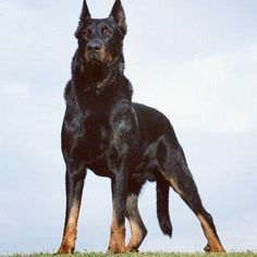 a large black and brown dog standing on top of a grass covered field next to a blue sky