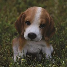 a brown and white puppy sitting in the grass