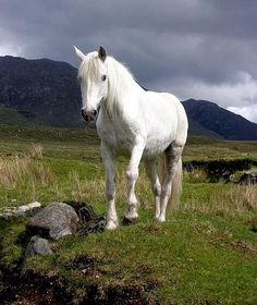 a white horse standing on top of a lush green field next to a rocky hillside