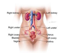 Female Urinary Tract Human Kidney, Kidney Function, Kidney Damage, Western Medicine, Human Anatomy, Male And Female, Natural Remedies