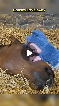 a brown horse laying on top of hay next to a blue towel and a stuffed animal