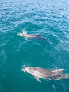 two dolphins swimming in the ocean near an island