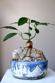 a plant growing out of a rock on top of a white table with blue and white bowl