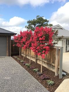 red flowers are blooming on the side of a fence in front of a house