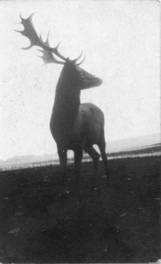 an old photo of a deer with antlers on it's back