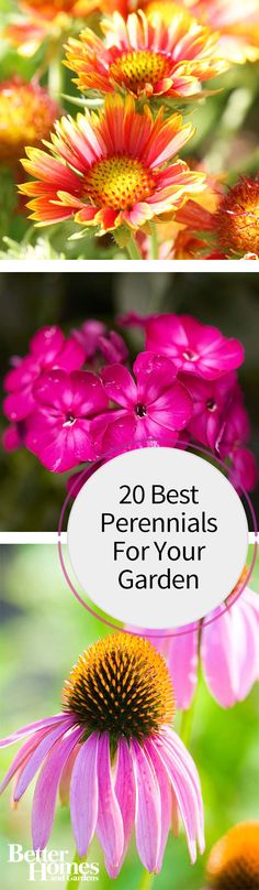 three different flowers with the words 20 best perennials for garden