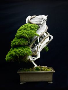 a bonsai tree with white branches and green moss growing on it's sides