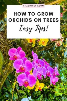 purple orchids with the words how to grow orchids on trees easy tips