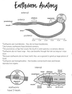 the diagram shows how an animal is attached to its body