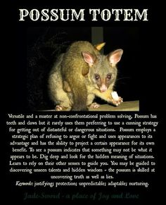 the possum totem is one of the most dangerous animals in the world