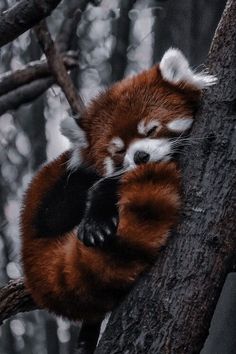 a red panda sleeping on top of a tree branch