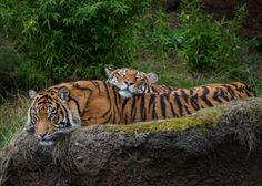 two tigers laying on top of a large rock