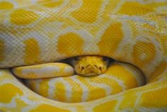 a yellow and white snake is curled up