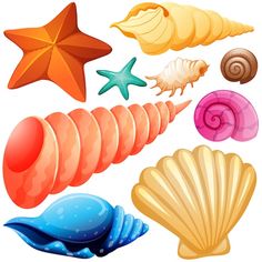 various seashells and starfish on a white background stock photo royaltyvector