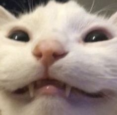 a close up of a white cat with it's mouth open and tongue out