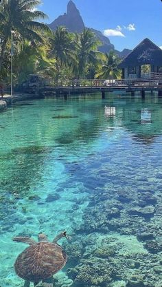 a turtle swimming in clear blue water next to a dock and palm tree covered mountains