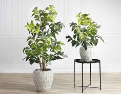 two potted plants sitting next to each other on top of a wooden floor in front of a white wall