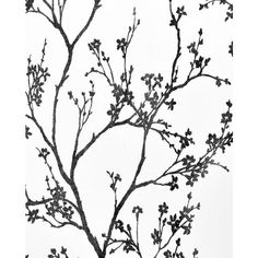 a black and white photo of a tree branch with small flowers on it's branches