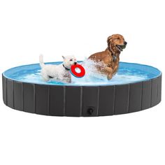 two dogs playing in an above ground pool with a red frisbee and water hose