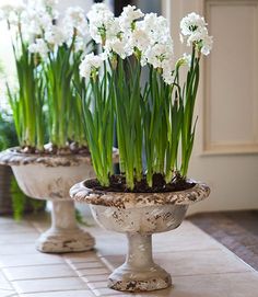 some white flowers are sitting in urns on the ground and grass is growing out of them