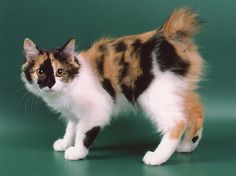 a calico cat standing on a green surface